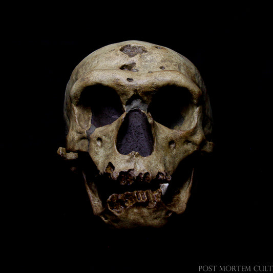 "Neanderthal Skull Replica – Handcrafted Museum-Quality Cranium"
A high-quality Neanderthal skull replica, handcrafted with precise details and realistic texture. Perfect for collectors and educational displays.