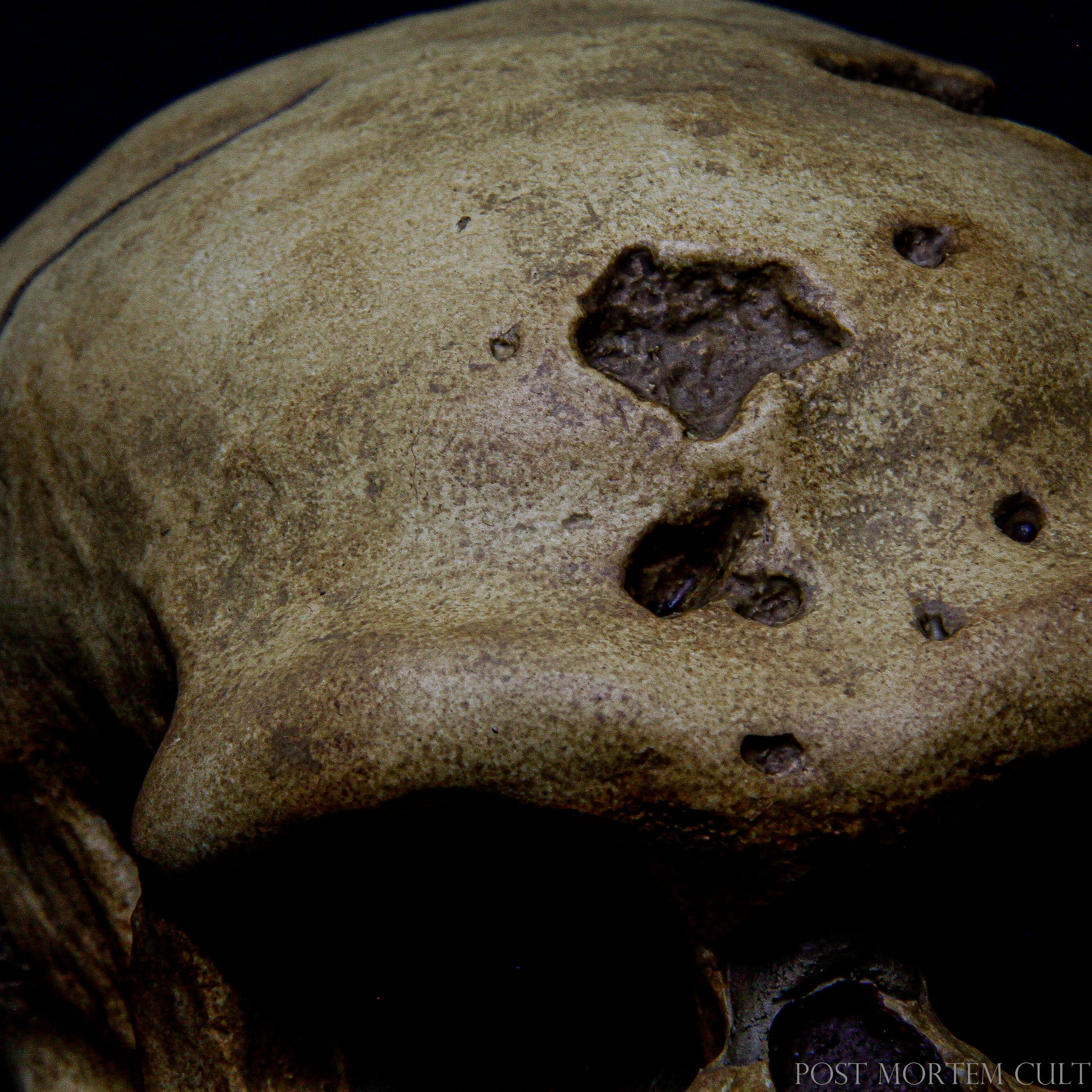 "Neanderthal Skull Replica – Realistic Prehistoric Artifact for Display"
Realistic Neanderthal skull replica, perfect for scientific exhibitions or natural history collections.