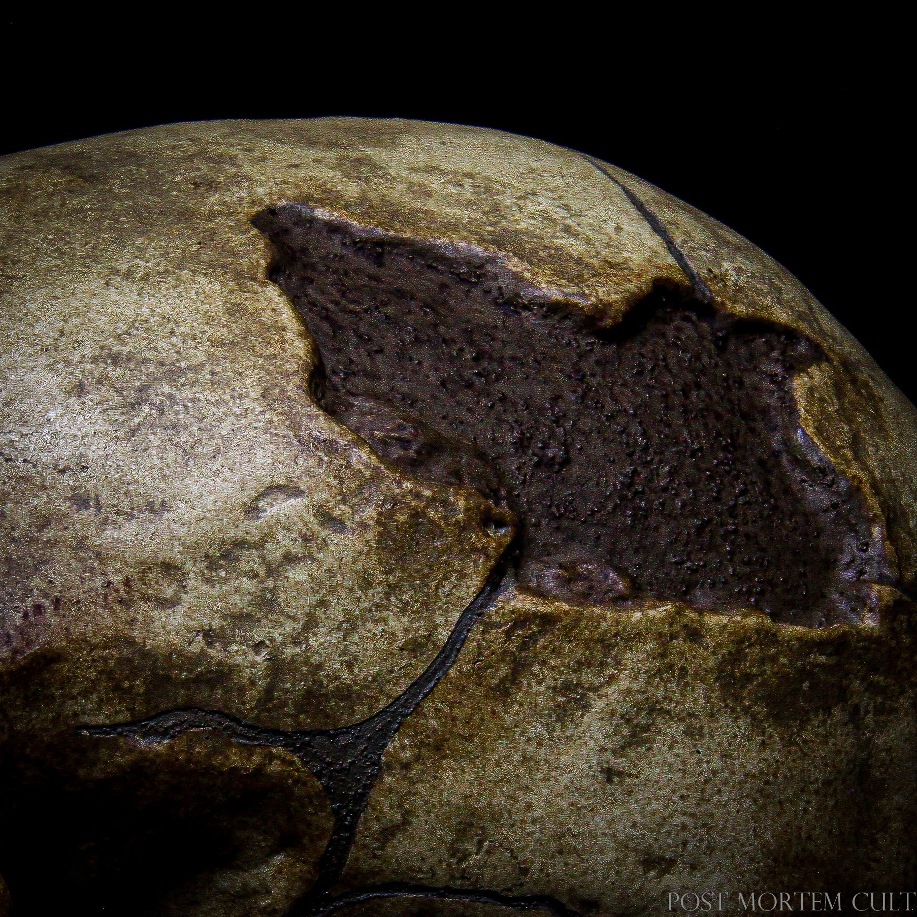 "Neanderthal Skull Replica – High-Precision Reproduction for Educational Displays"
High-precision reproduction of a Neanderthal skull, ideal for educational displays and collectors.