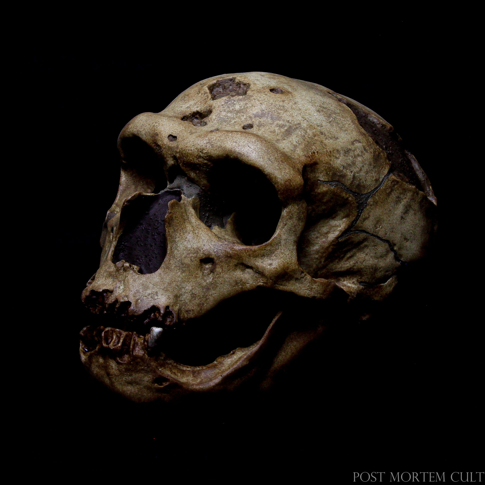 "Neanderthal Skull Replica – Expert Craftsmanship and Realistic Detail"
This Neanderthal skull replica is made with professional methods, achieving natural texture and astonishing realism.