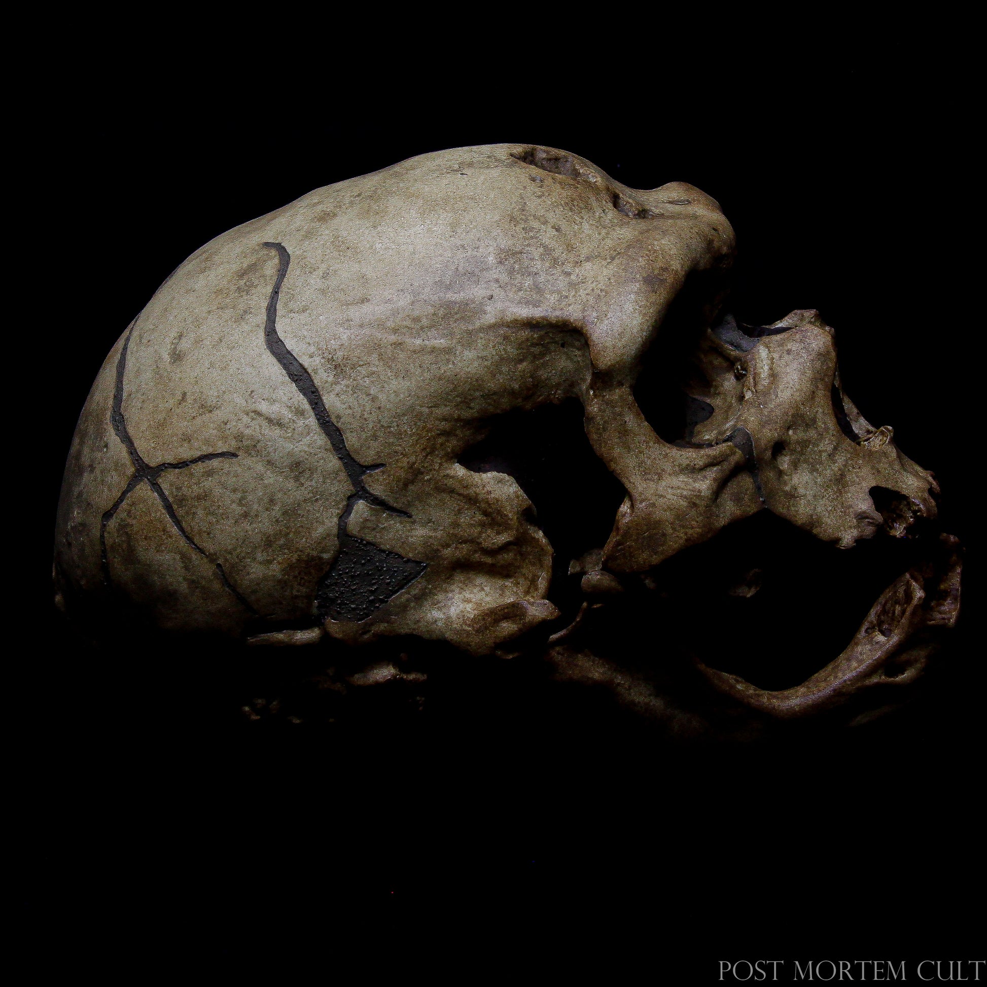 "High-Quality Neanderthal Skull – Perfect for Education and Display"
Neanderthal skull replica with exceptional quality, ideal for educational use, collectors, and scientific displays.