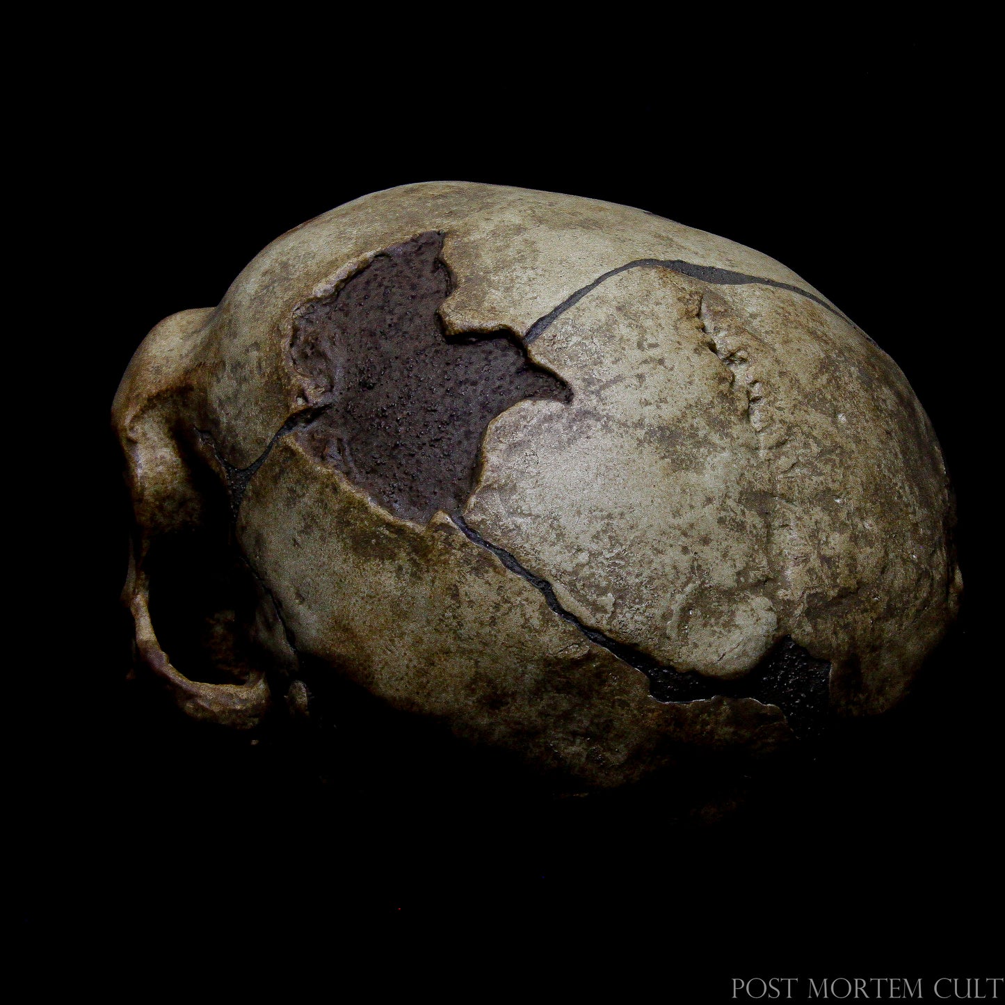 "Neanderthal Skull Replica – Detailed Prehistoric Cranium with Hand-Painted Details"
Neanderthal skull replica with hand-painted details mimicking authentic bone textures, perfect for decor and education.