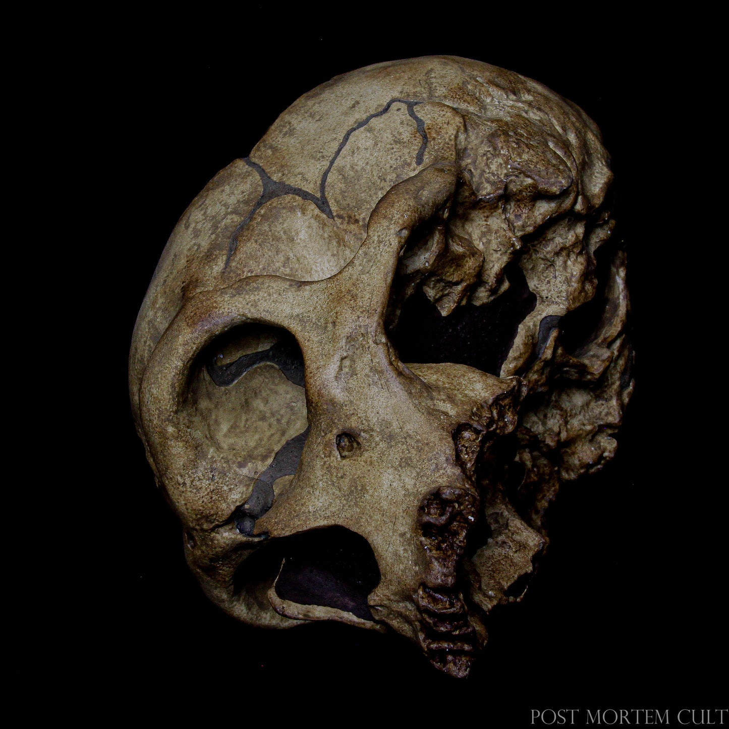 "La Chapelle-aux-Saints Neanderthal Skull Replica – Accurate Prehistoric Reproduction"
Accurate replica of the La Chapelle-aux-Saints Neanderthal skull, crafted with advanced techniques for a realistic and authentic finish.