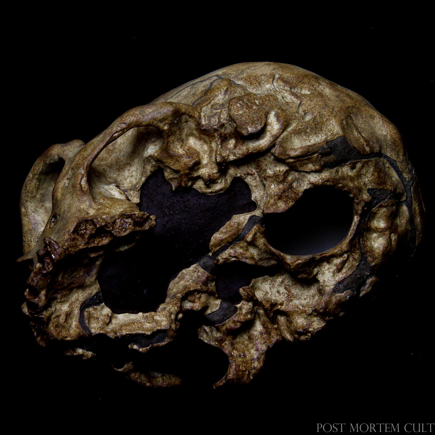 "Authentic Neanderthal Skull Replica – Museum Quality with Realistic Details"
Neanderthal skull replica of museum quality, with minutely detailed and faithful finish to the original La Chapelle-aux-Saints specimen.
