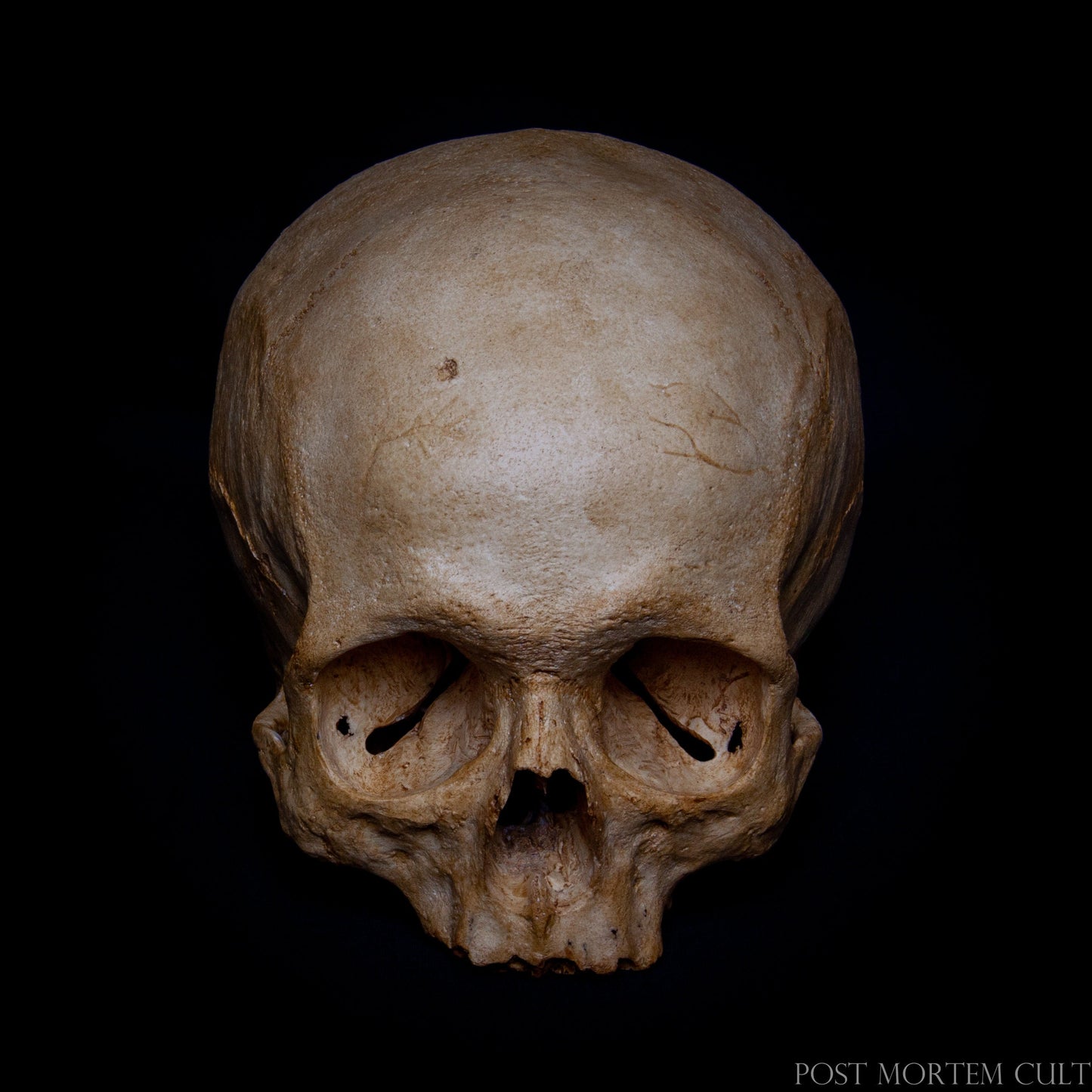 Realistic Human Skull Replica:
Crafted with exceptional attention to anatomical detail, this skull replica captures the intricate textures and bony landmarks of a real human skull. Made from durable resin, it replicates the natural porosity and wear of bone, offering an authentic study tool or a unique decorative piece for collectors. The weight closely matches a real skull, enhancing the lifelike feel. Perfect for medical students, anatomy enthusiasts, or Halloween decorators.