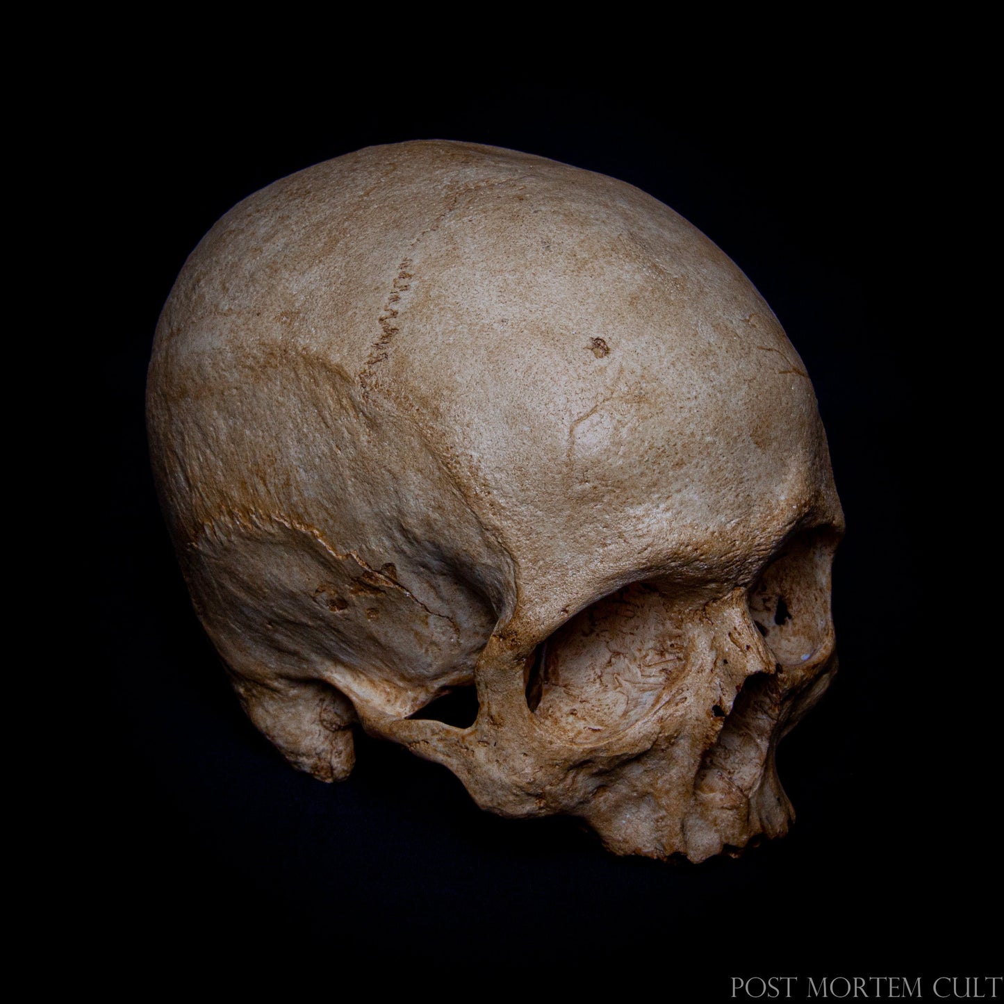 Lifelike Skull Model with Articulated Jaw: This anatomically accurate human skull replica features a removable mandible, allowing for detailed examination of the skull's structure. The high-quality resin construction and hand-painted detailing make this model incredibly realistic. Whether for educational purposes, display, or Halloween decorations, this skull offers unrivaled accuracy and longevity.