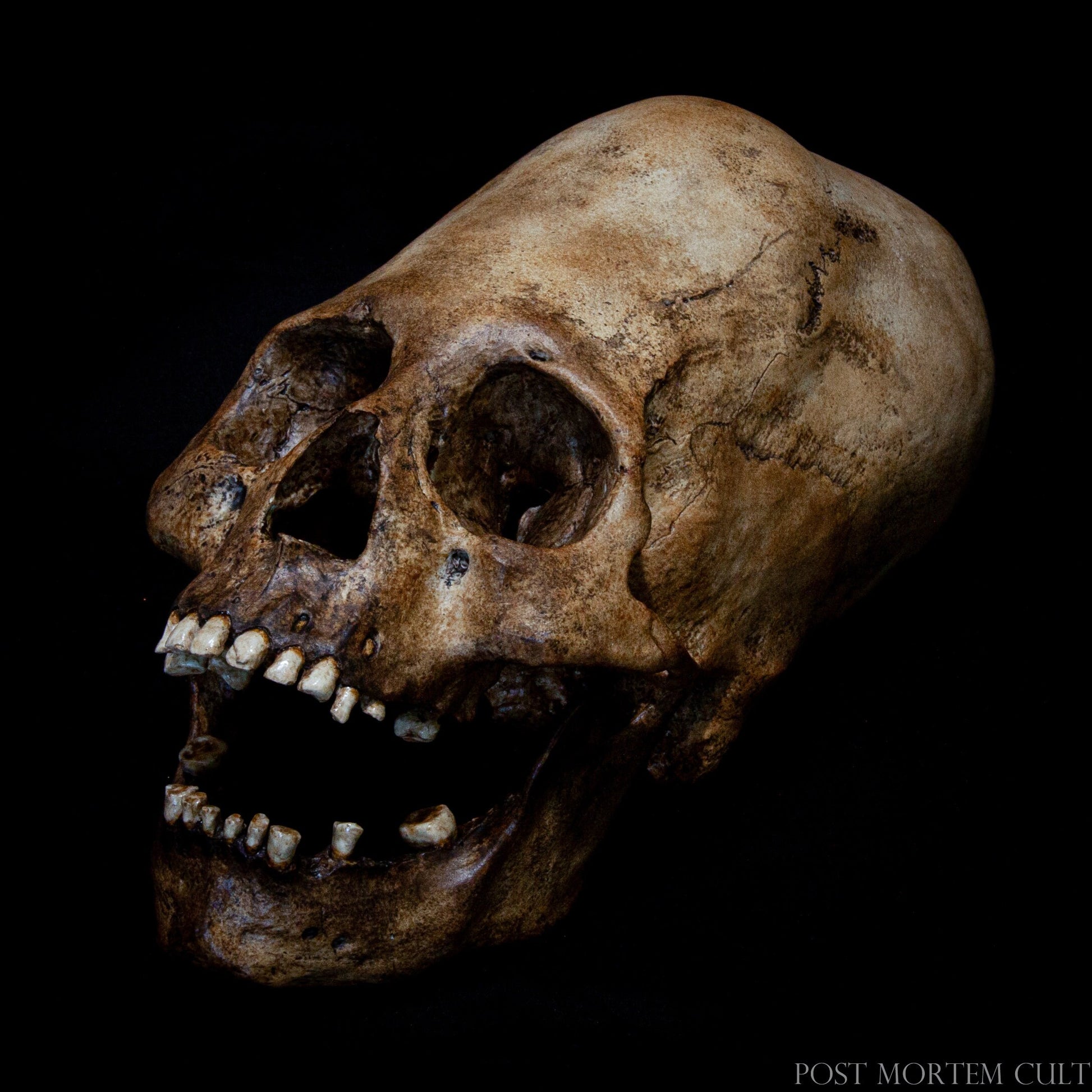 Authentic Bone Texture and Finish
The bone-like texture of this Paracas skull replica gives it an incredible level of realism. The detailed, hand-painted tones closely resemble aged bone, adding depth and history to the piece, making it a perfect choice for collectors.