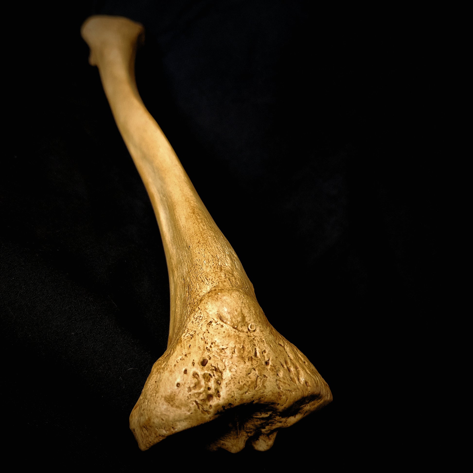 Detailed Bone Anatomy: From visible sutures to the natural texture of bone, this 1:1 scale tibia model is a faithful reproduction of its real-life counterpart.