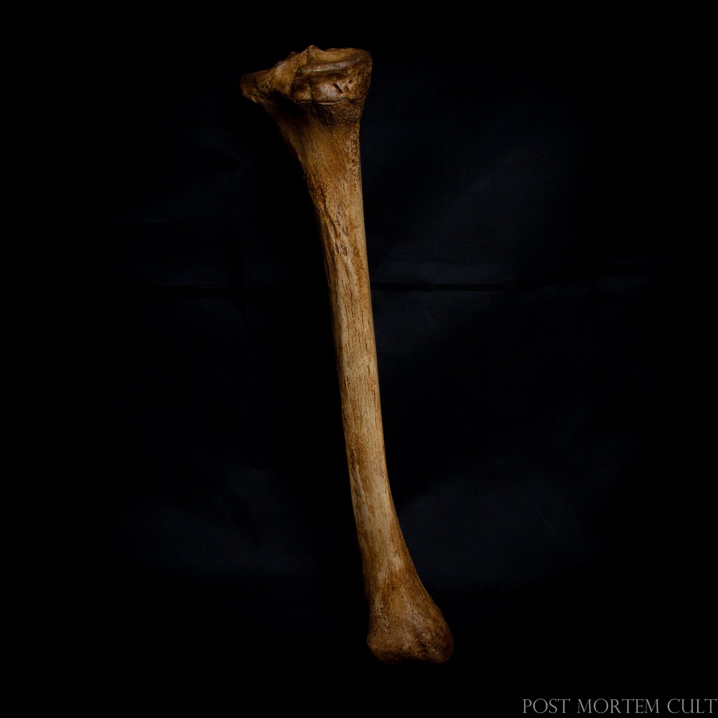 Perfect for Curiosity Cabinets: Add a scientific and artistic touch to your collection with this authentic-looking tibia bone, a stunning centerpiece for any display.