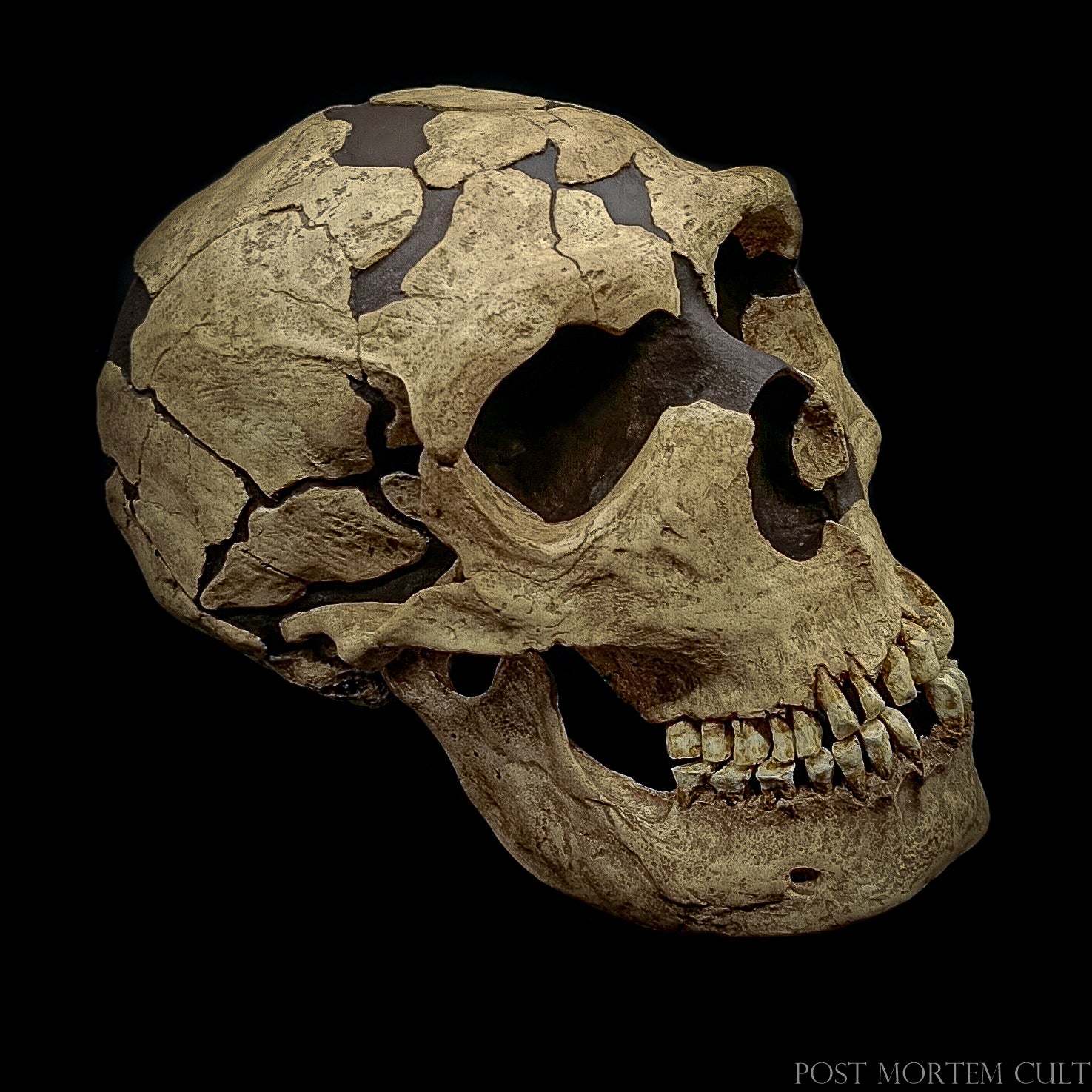 High-detail Neanderthal skull replica featuring realistic fragmented cranial plates and a museum-grade fossil patina.