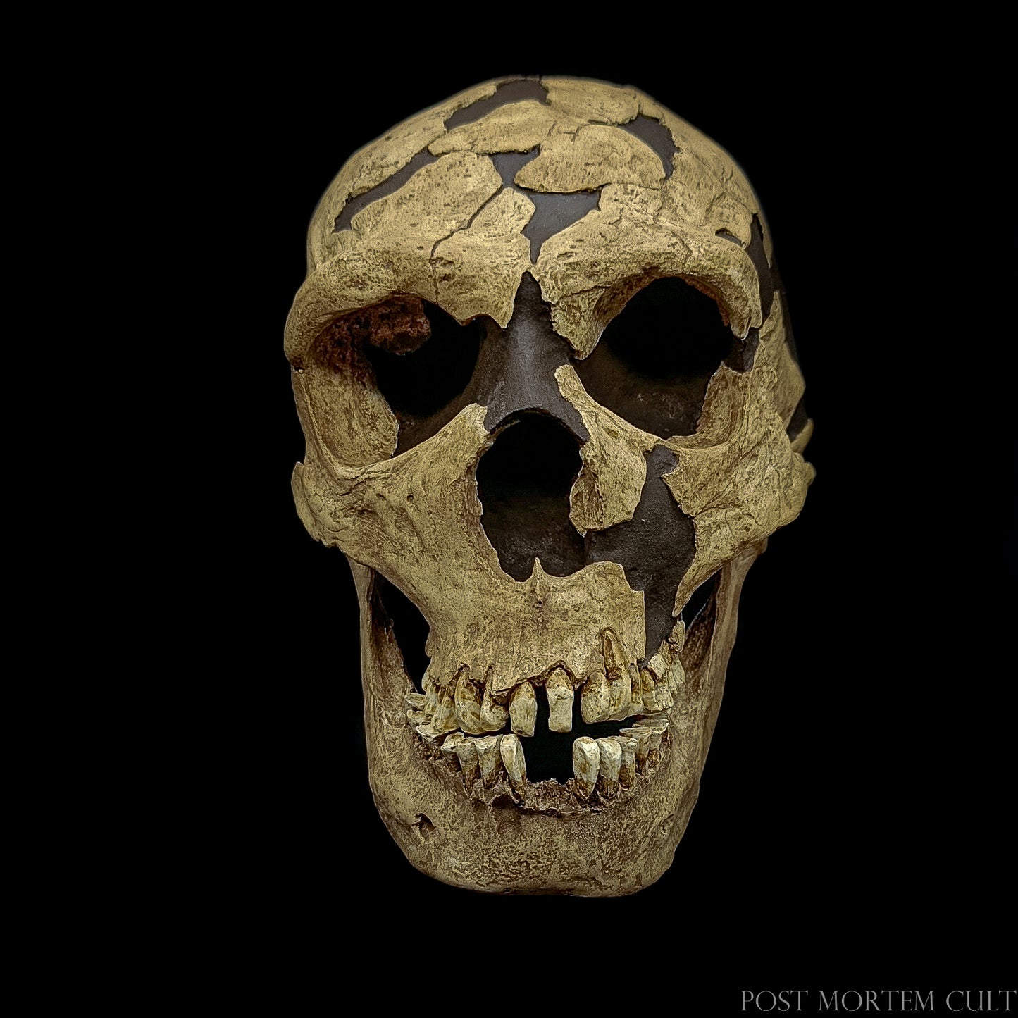 Hand-painted Homo neanderthalensis cast with naturalistic bone texture and scientifically accurate reconstruction.