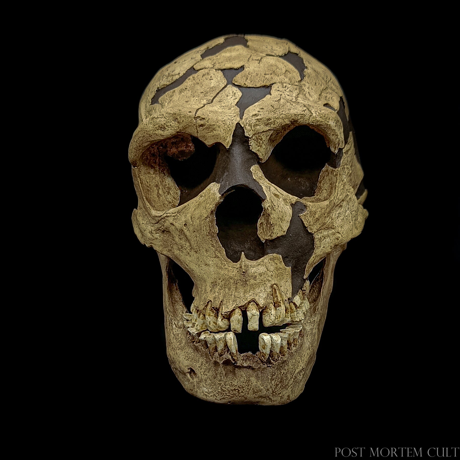 Hand-painted Homo neanderthalensis cast with naturalistic bone texture and scientifically accurate reconstruction.