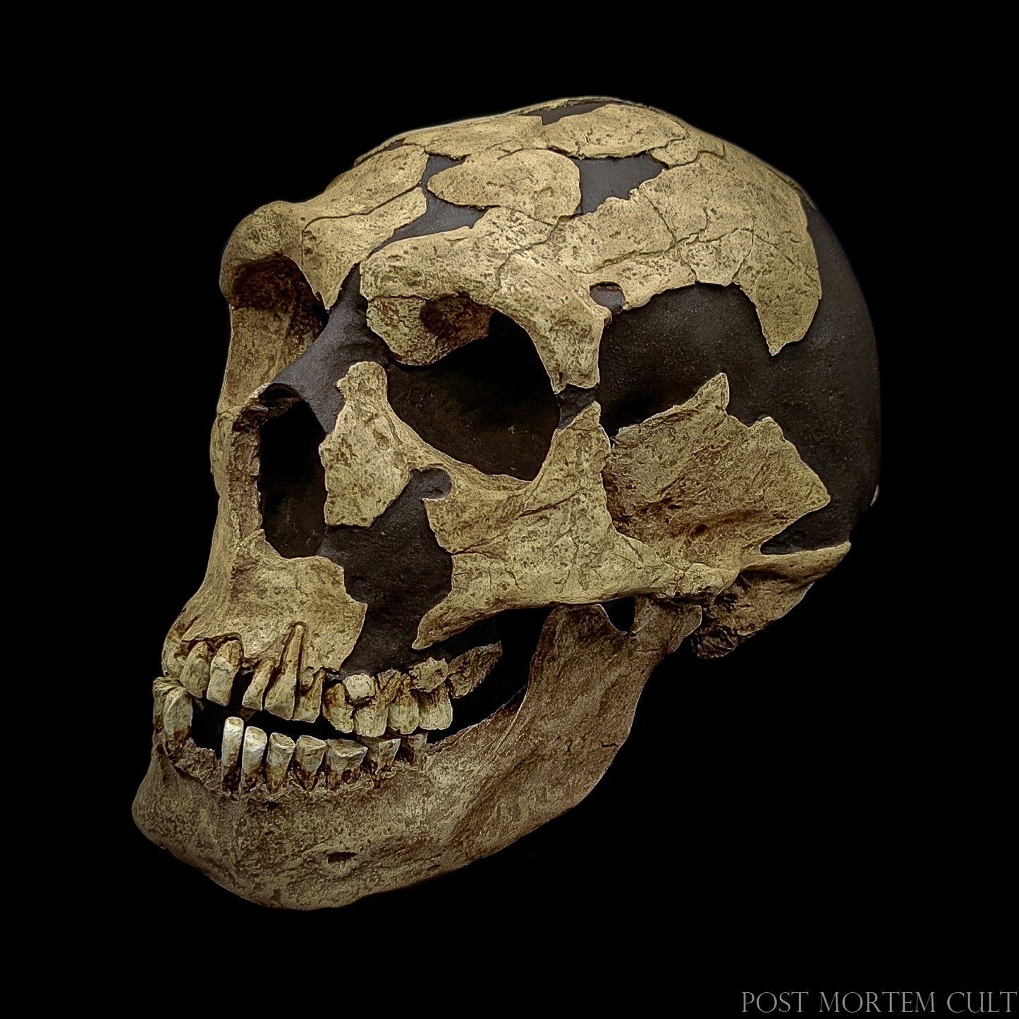 Premium Neanderthal skull model showing lifelike fracture patterns, fossil coloration, and detailed dentition.