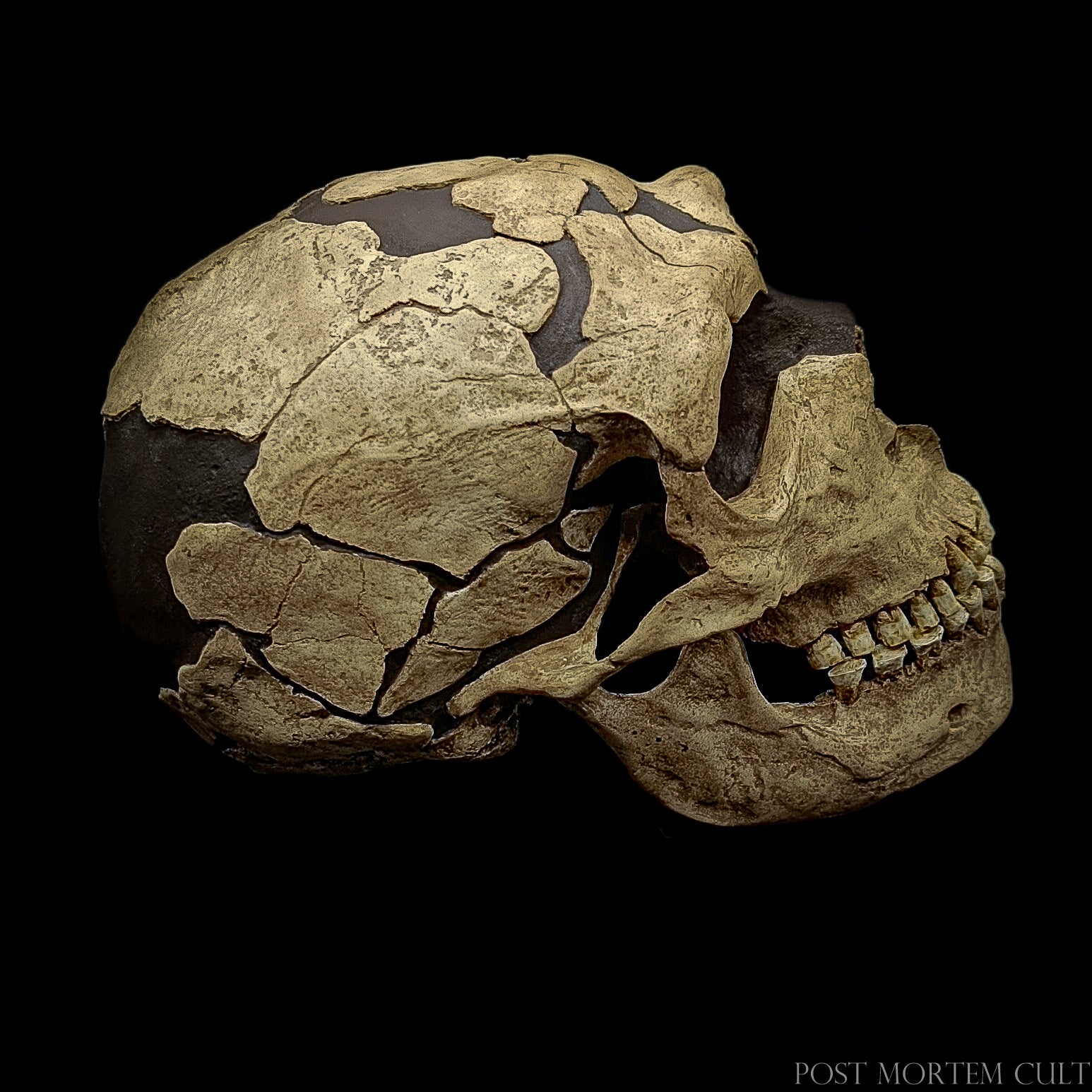Realistic anthropological replica with manually applied pigments, highlighting preserved and reconstructed cranial sections.