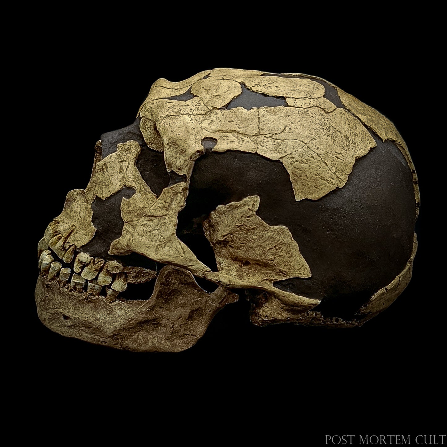 Museum-quality Neanderthal skull reproduction designed for archaeology education, scientific display, and collectors.