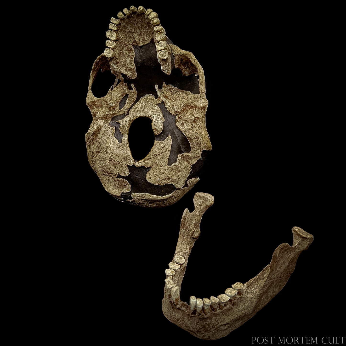 Professional paleoanthropology model capturing the classic Neanderthal morphology with authentic aged-fossil finish.