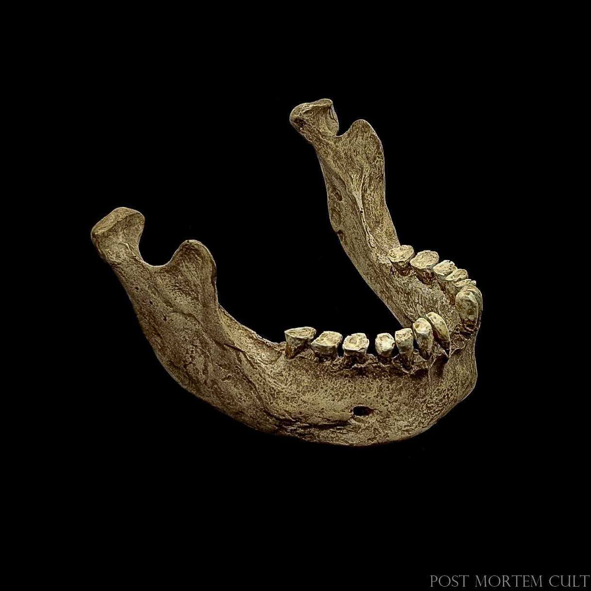 Handcrafted resin skull cast replicating structural damage, fossil preservation, and true Neanderthal cranial anatomy.