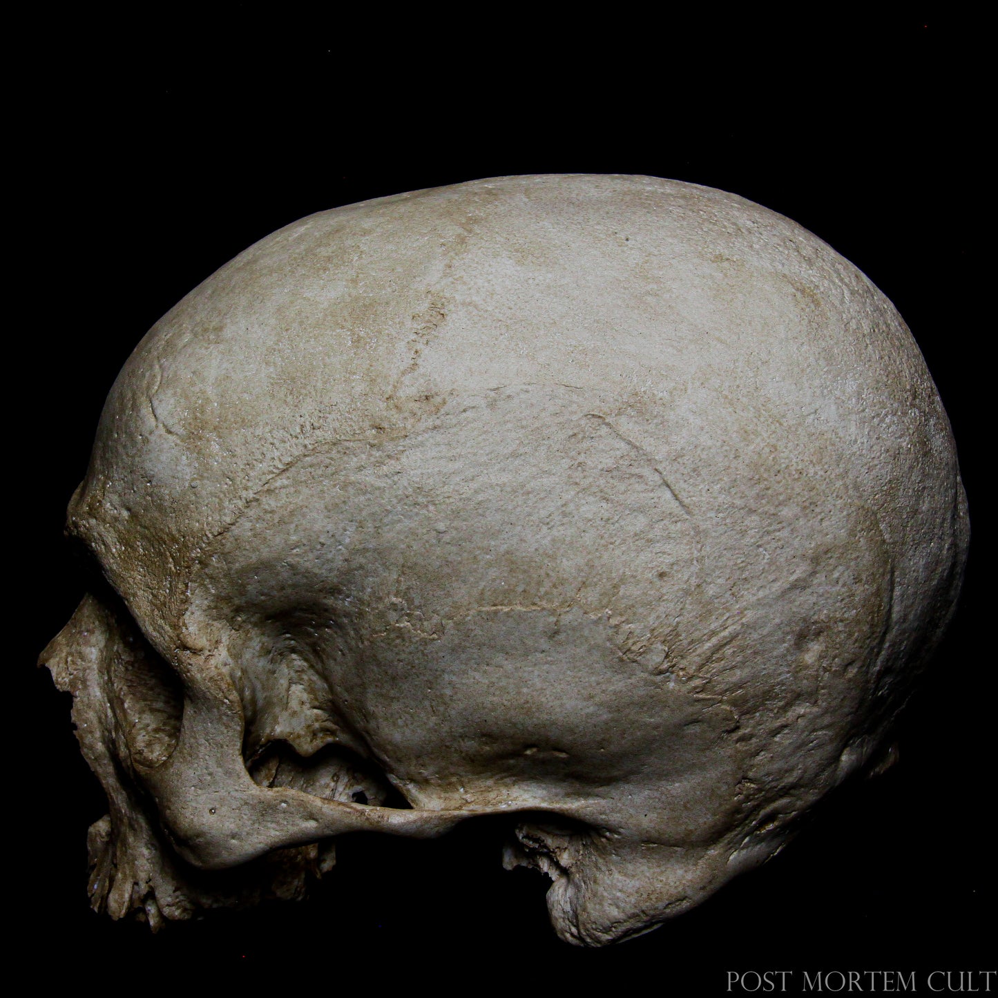 Realistic ossuary-inspired skull sculpture recreating the solemn atmosphere of historical bone chapels and European funerary architecture.