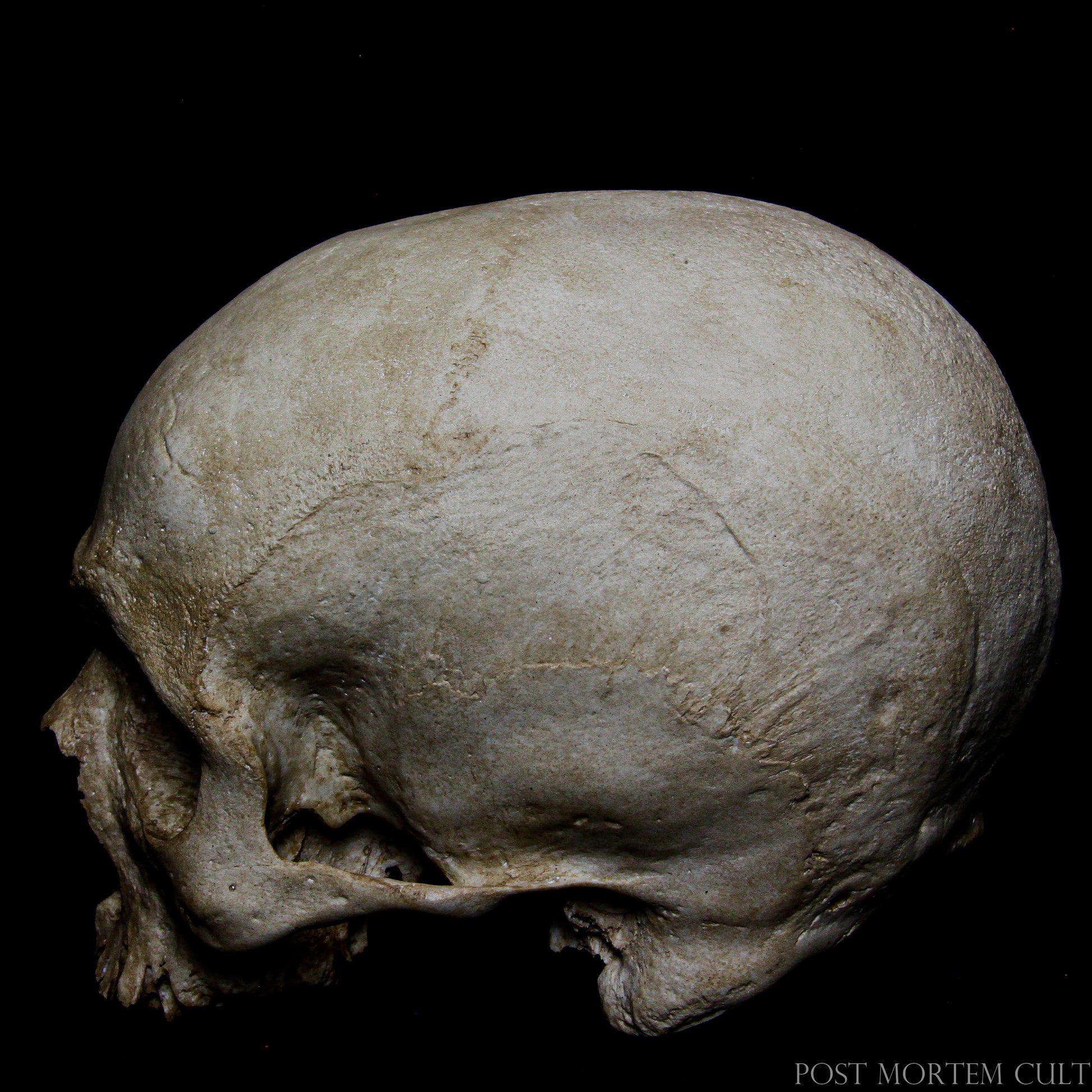 Realistic ossuary-inspired skull sculpture recreating the solemn atmosphere of historical bone chapels and European funerary architecture.