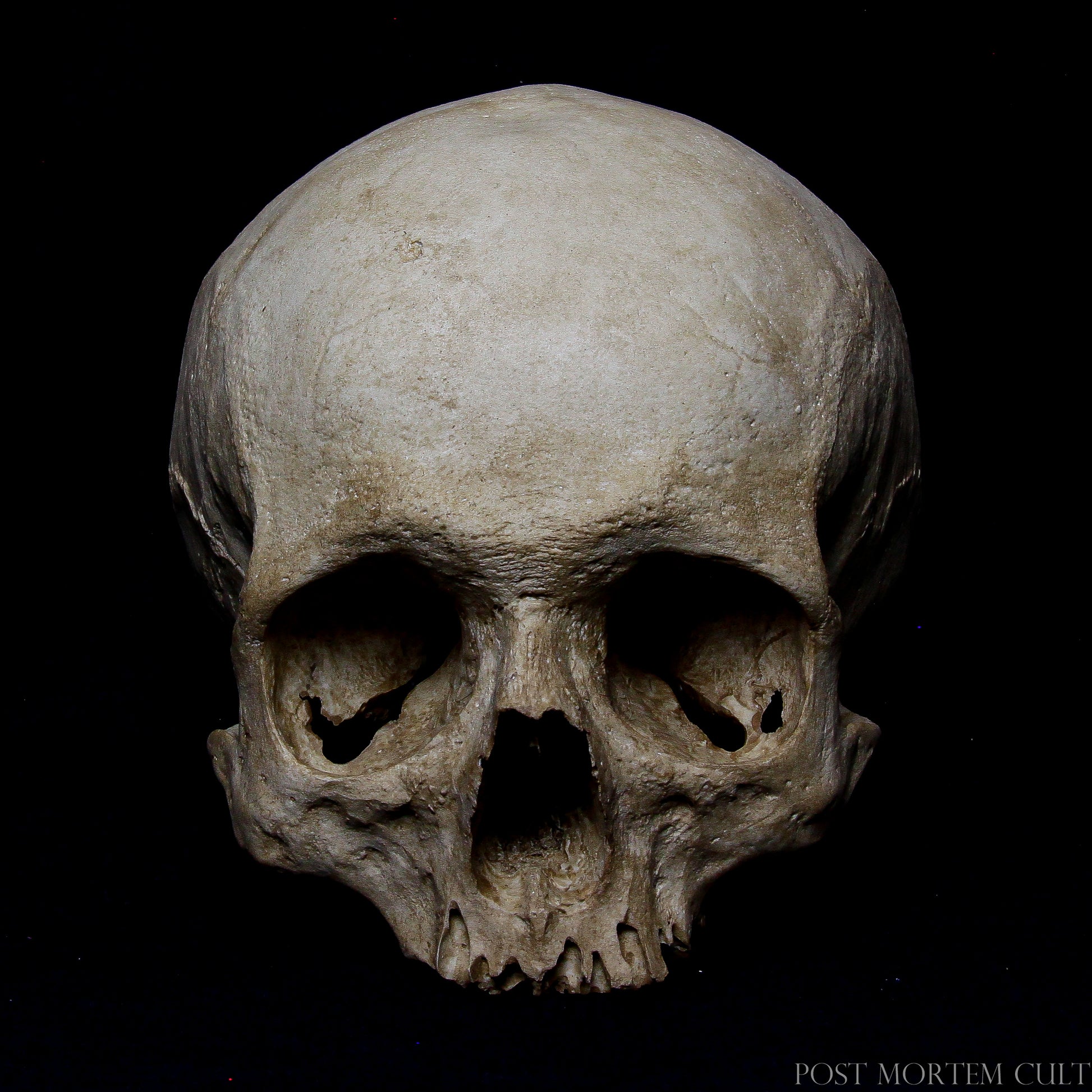 Detailed human skull with crossed humeri composition finished with realistic aged bone textures and mineral archaeological tones.
