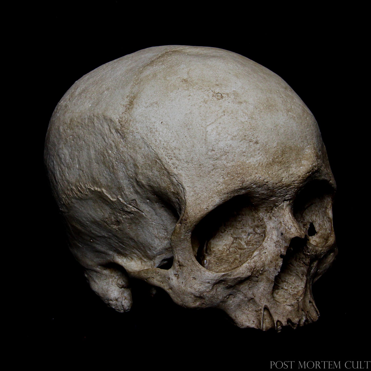 Close-up view highlighting the cranial sutures, realistic dentition and weathered osteological surfaces inspired by historical ossuaries.
