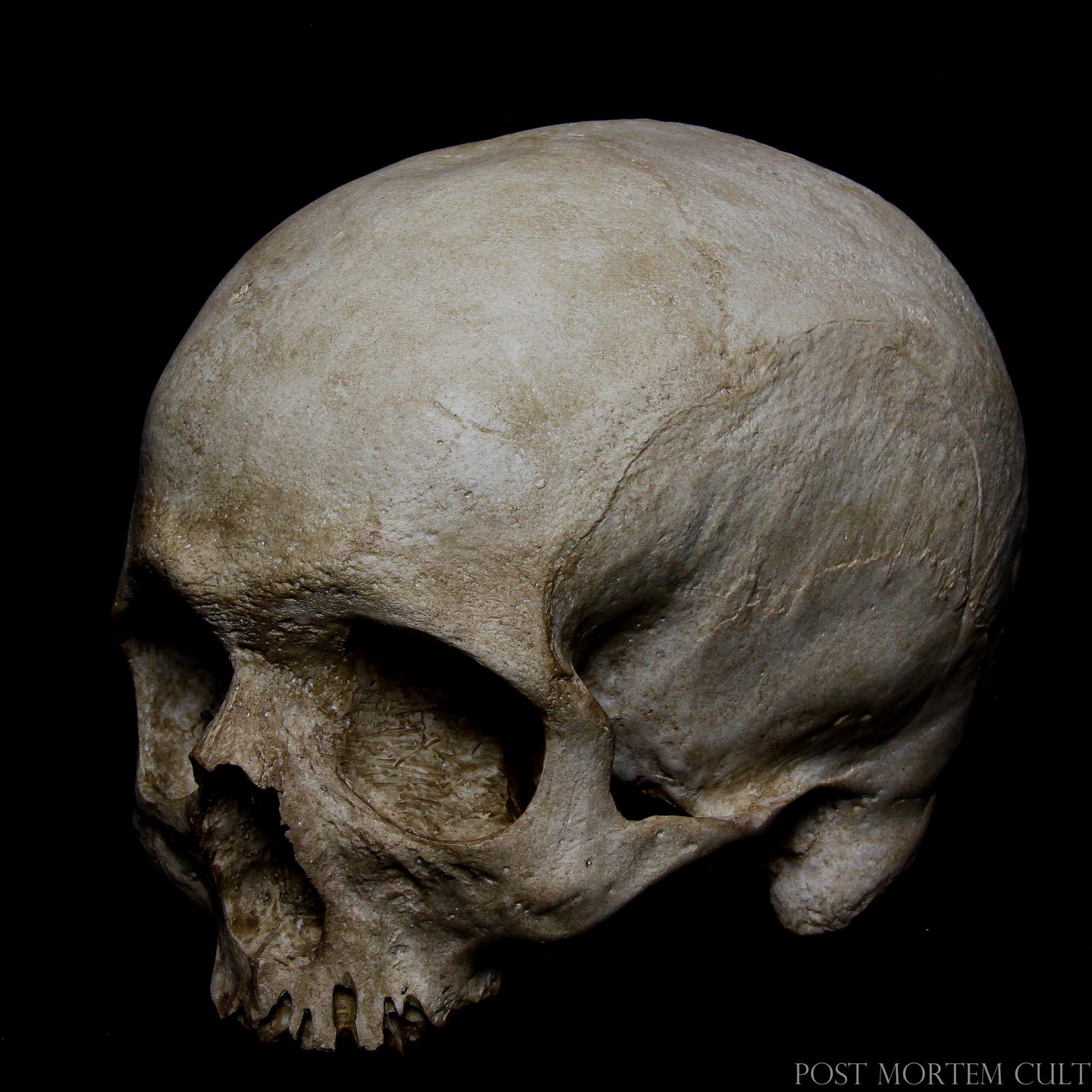 Museum-inspired osteological sculpture designed for cabinet of curiosities interiors, gothic spaces and anatomical collections.