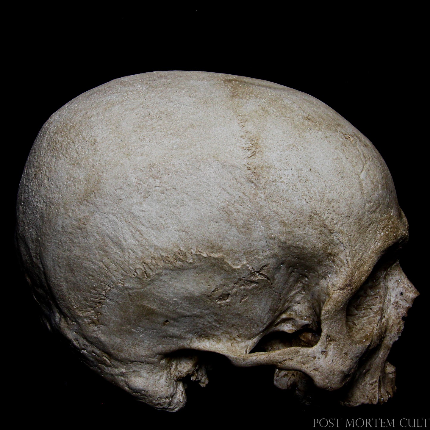 Decorative osteological replica ideal for dark academia interiors, natural history collections and museum-inspired displays.