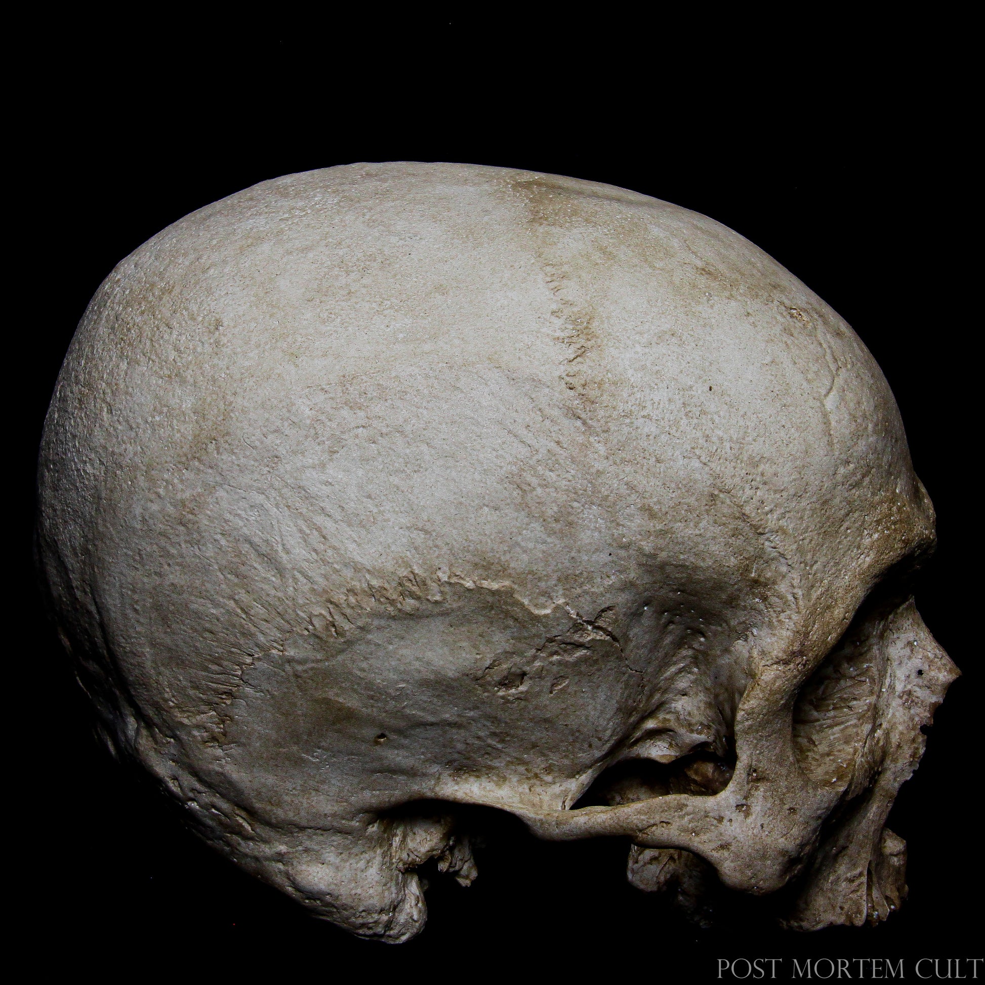 Decorative osteological replica ideal for dark academia interiors, natural history collections and museum-inspired displays.