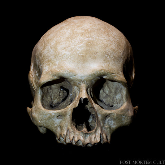 Realistic human skull replica Sepulcrum in life-size 1:1 scale, handcrafted anatomical skull model inspired by historical ossuary specimens and osteological collections.