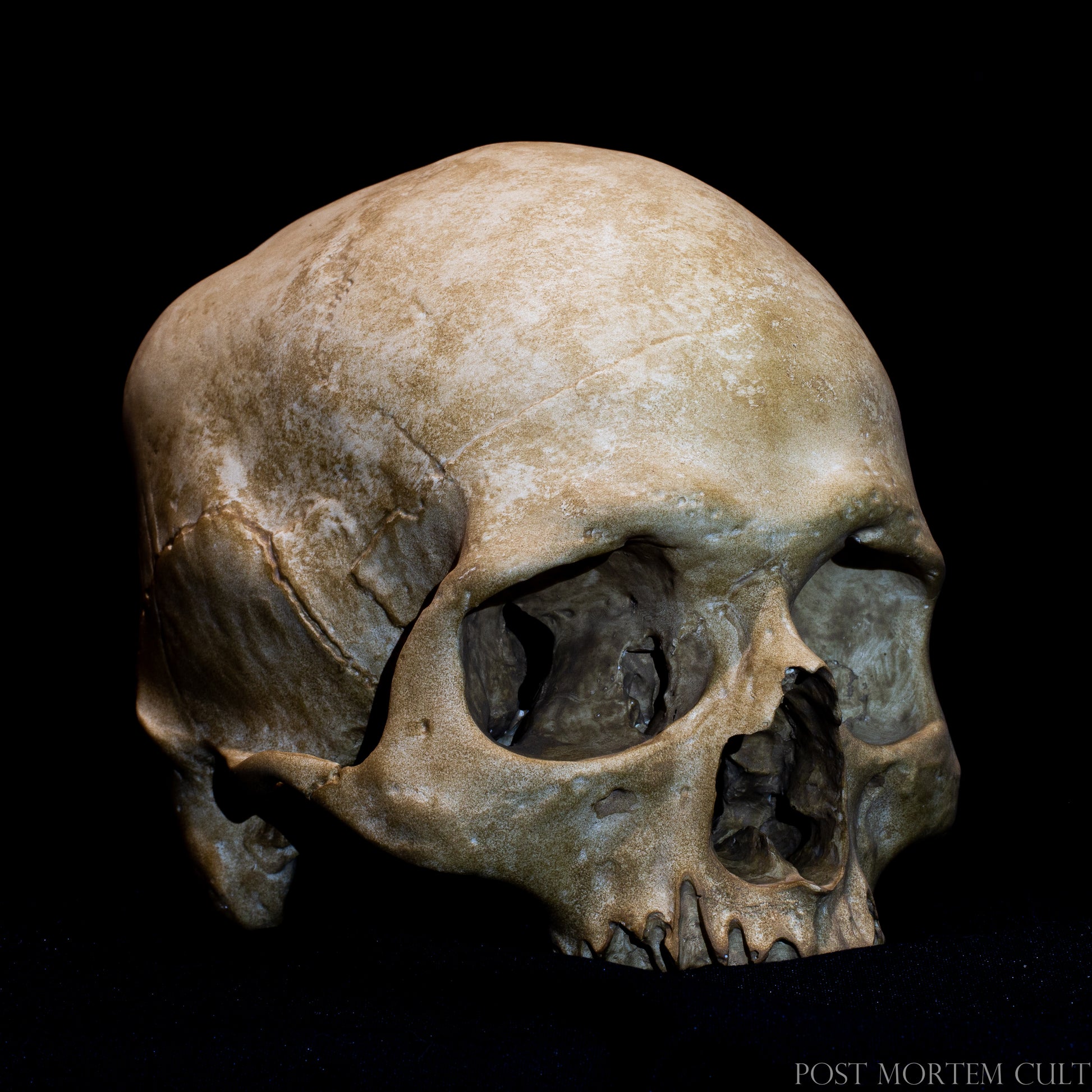 Life-size human skull replica with aged bone patina and natural ivory tones, detailed anatomical skull sculpture designed for collectors and anatomical display.