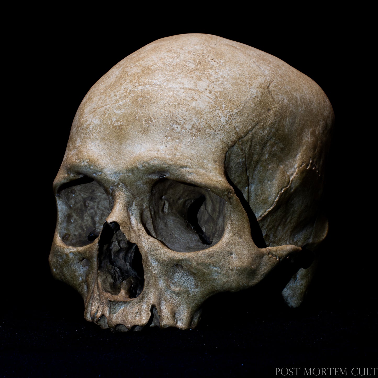 Side view of Sepulcrum human skull replica showing detailed cranial sutures, natural bone texture and realistic anatomical proportions.