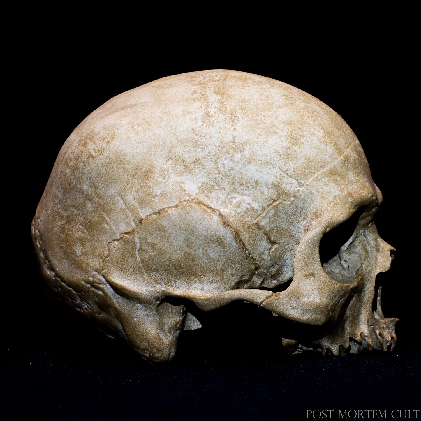 Front view of realistic human skull model with natural bone coloration, worn dental structures and accurate anatomical skull morphology.
