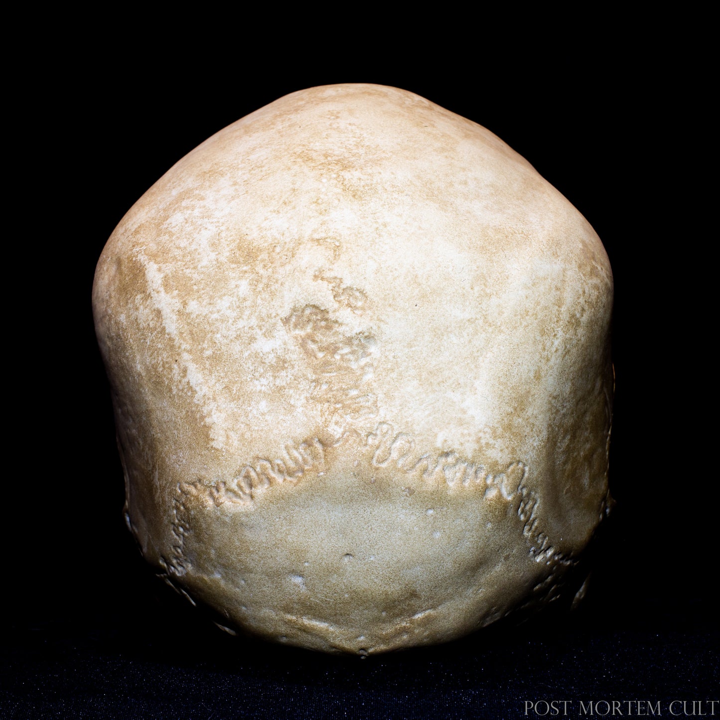 Hand-painted human skull replica with natural bone tones, designed as a realistic osteology skull model for collectors and cabinets of curiosities.