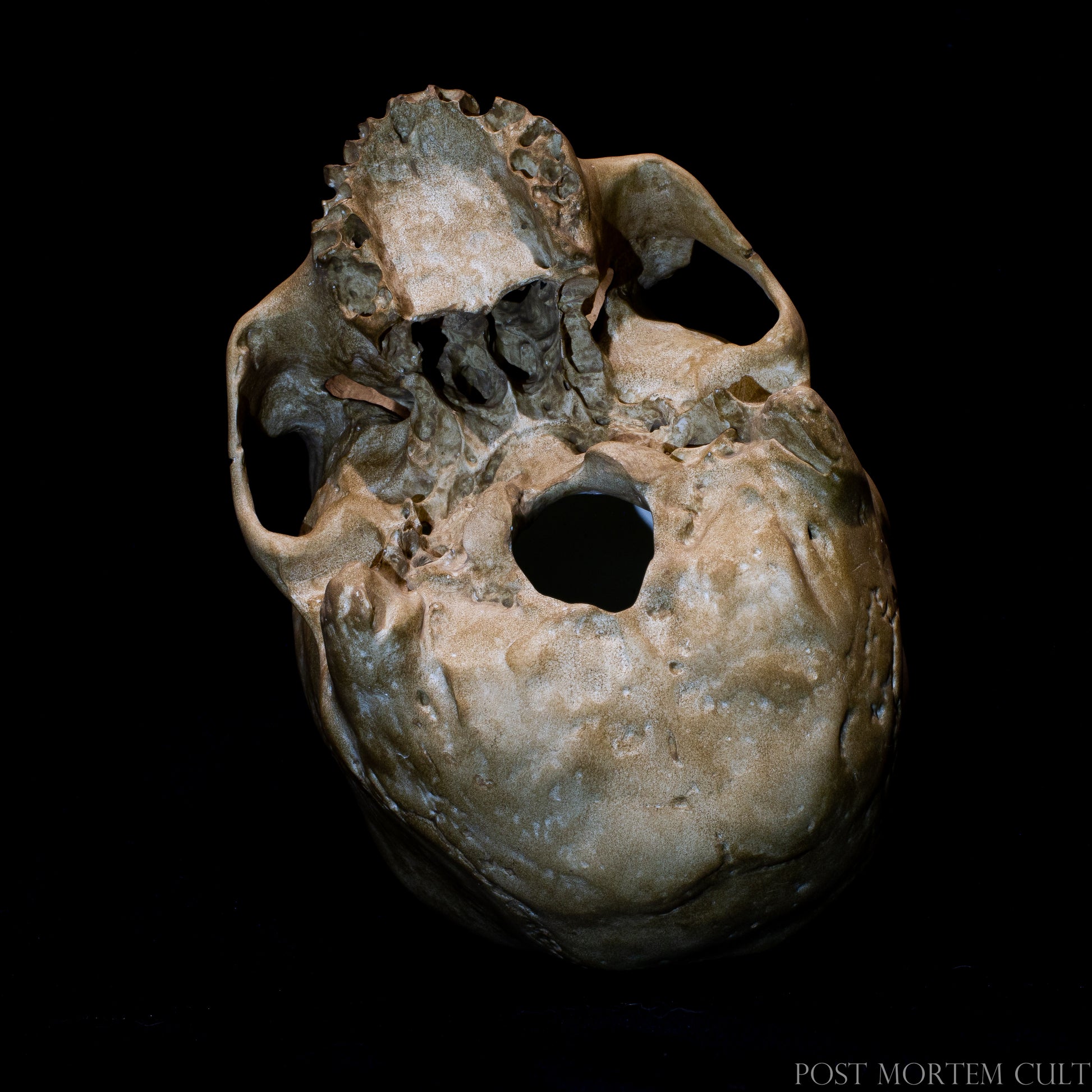 Life-size anatomical skull replica sculpture with subtle bone patina and realistic morphology inspired by historical skeletal specimens.