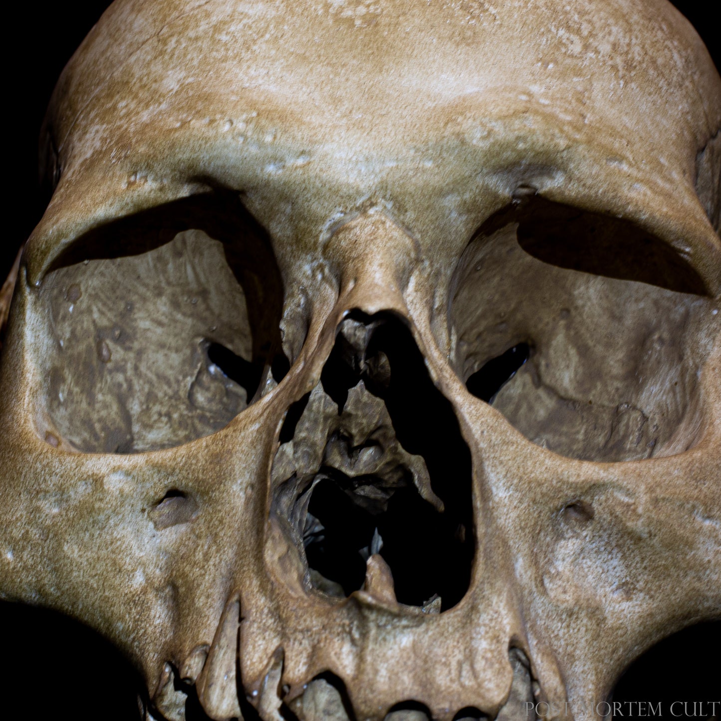Bottom view of realistic human skull replica showing cranial base structure, bone cavities and detailed osteological anatomy.
