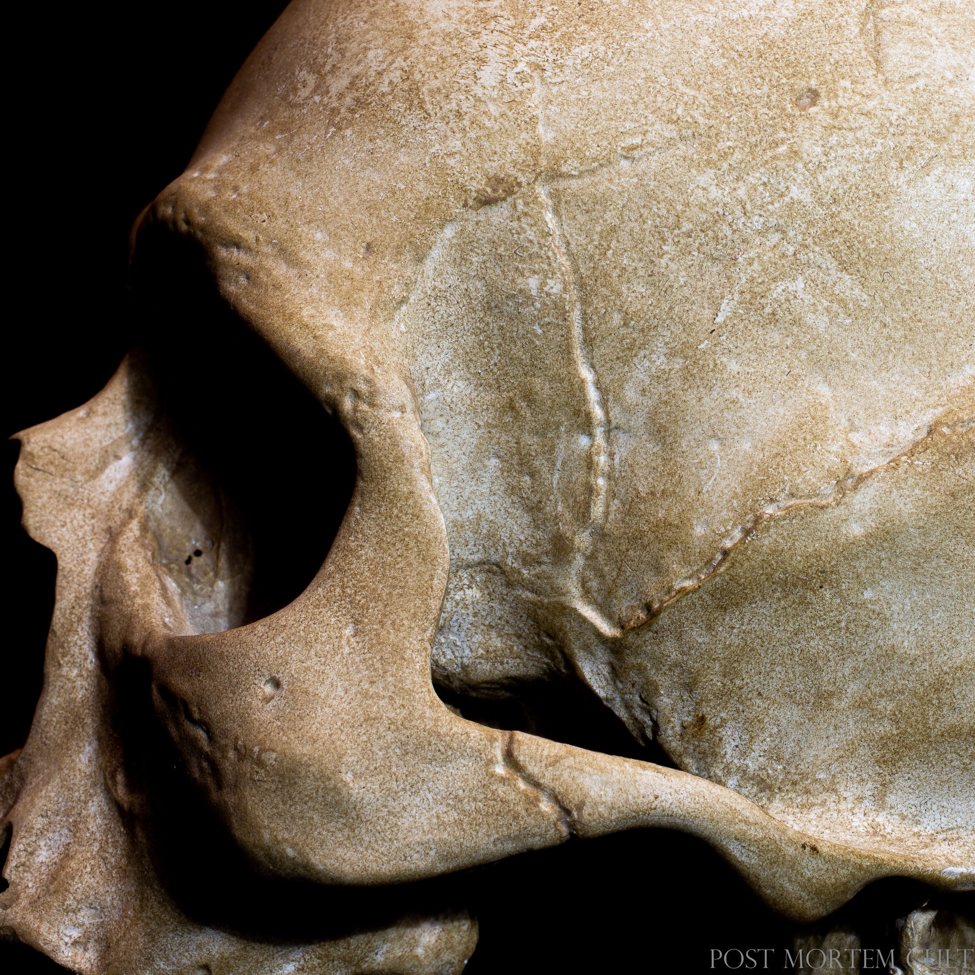 Sepulcrum human skull replica display piece for anatomical study, oddities collections and dark academia interior decor.