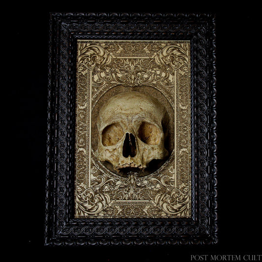 Realistic Human Skull Replica: A stunning 1:1 scale human skull replica, meticulously crafted for the discerning collector. This piece is ideal for gothic decor, tattoo studios, and anatomy enthusiasts. Featuring authentic bone-colored details and a laser-engraved wooden base, it is a unique addition to any collection. A limited edition of 50 pieces, each with its own certificate of authenticity.