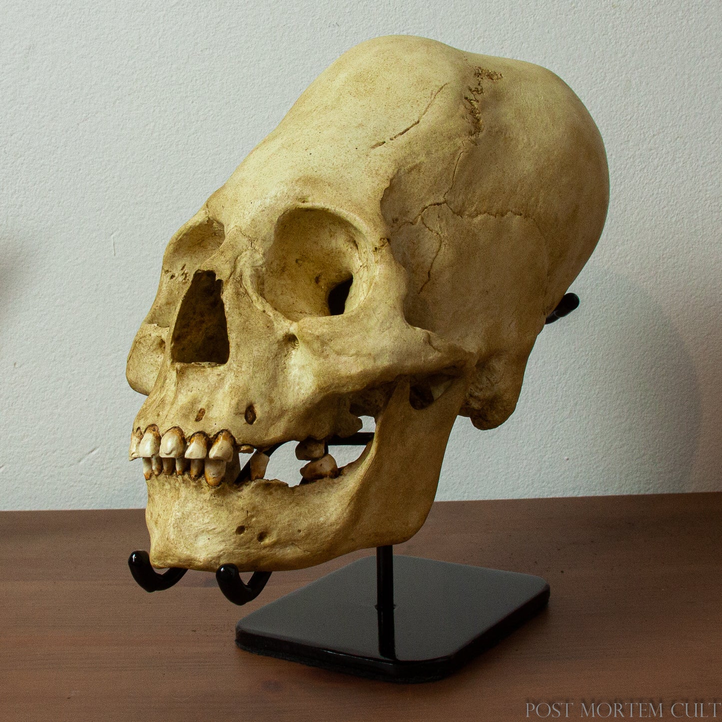 An Essential Piece for Your Collection
The steel support stand combines elegance and functionality, providing a sturdy base for your elongated skull. Its sleek design and protective features make it the ideal way to display your historical artifact safely and stylishly.