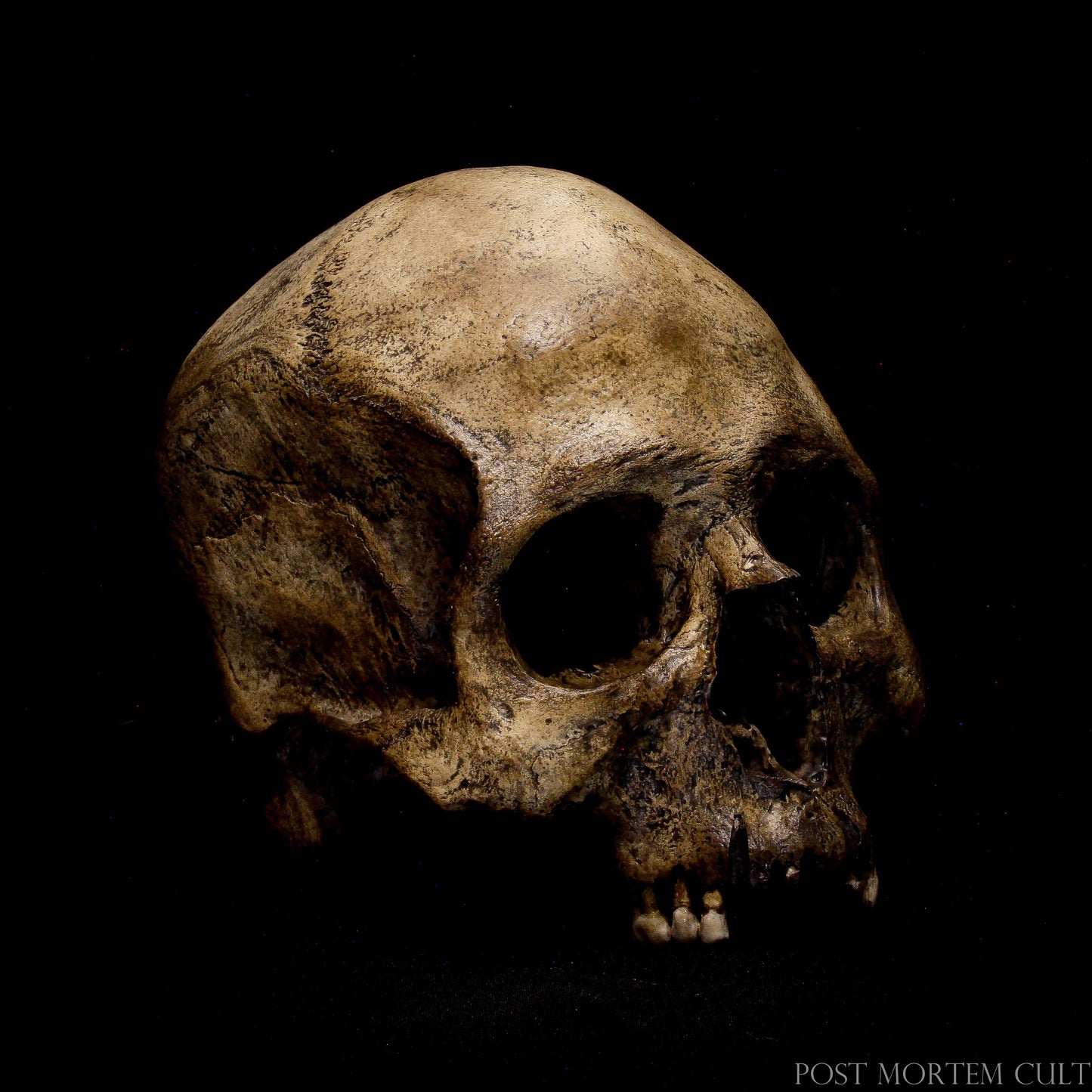 Discover the Largest Skull in the Post Mortem Cult Collection – A Stunning Handcrafted Male Skull Replica with Intricate Details.