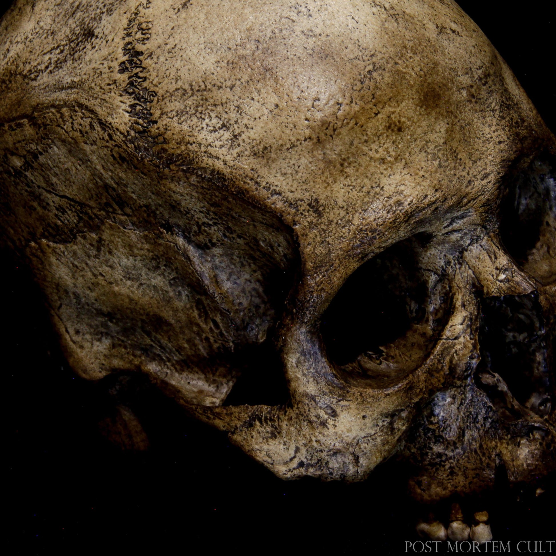 Weight and Dimensions Match an Original Skull – This Replica Not Only Looks Authentic but Feels Authentic Too