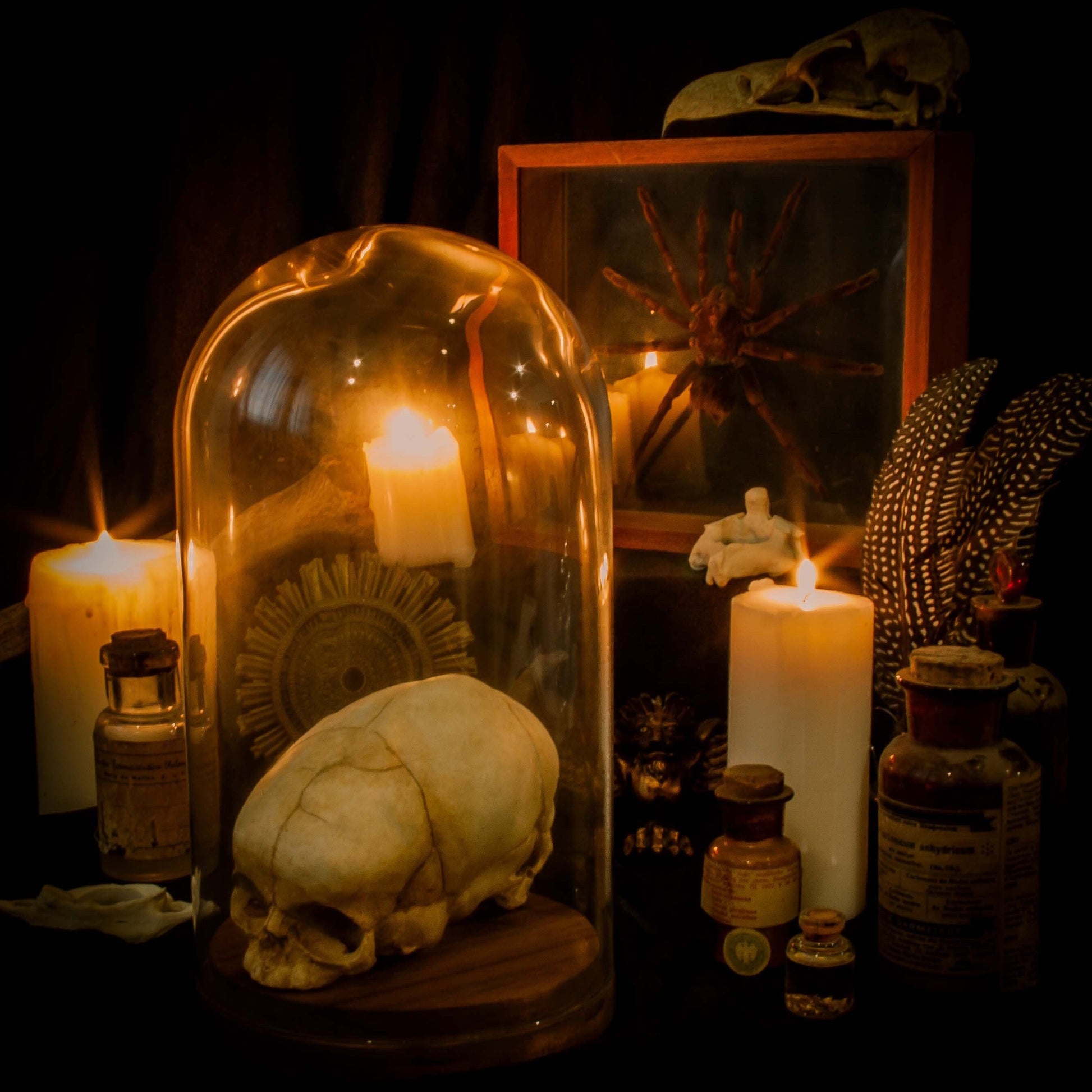 Timmy Diprosopia Skull Replica showcasing its detailed craniofacial duplication, ideal for anatomical collectors and curiosity cabinets.