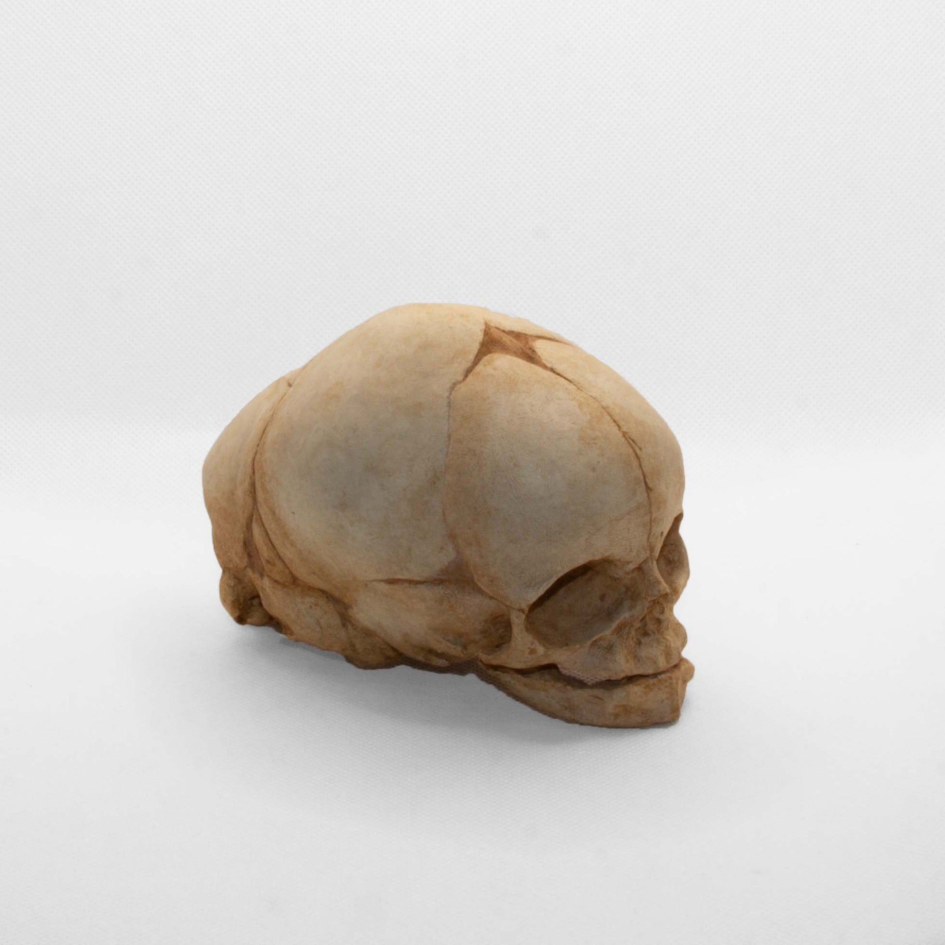 Close-up of the handcrafted fetal skull replica, highlighting realistic textures and museum-grade craftsmanship for rare specimen displays.