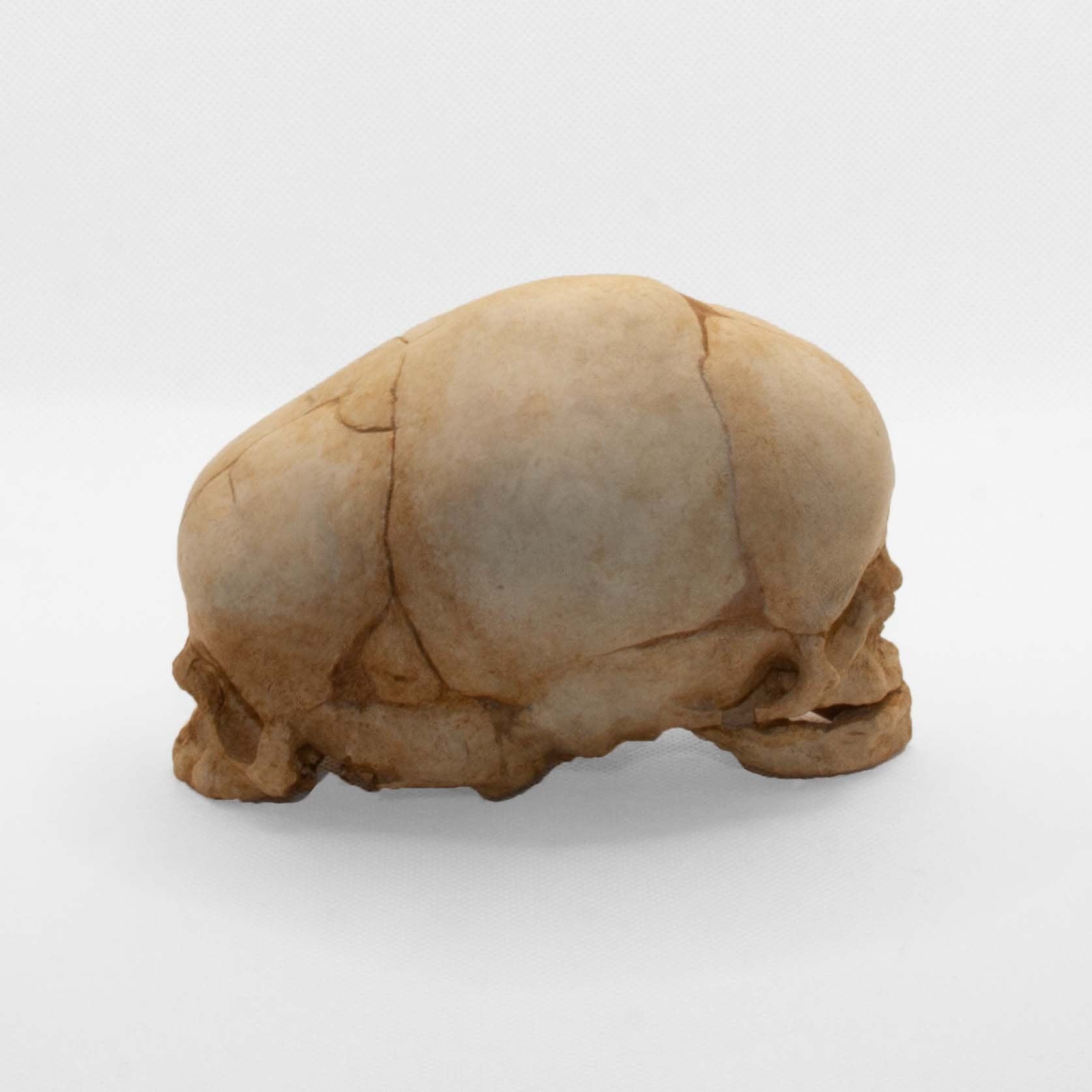 Curated presentation of the fetal skull replica, capturing its handcrafted quality and making it ideal for museums, study rooms and unique décor.