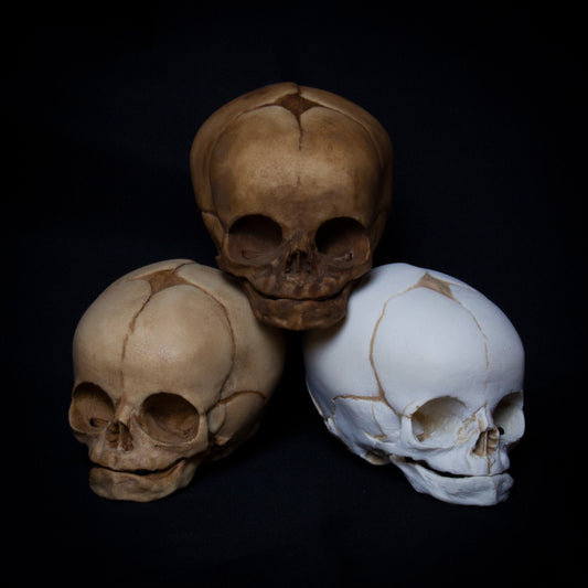 This fetal skull replica offers a stunning level of anatomical accuracy, featuring clear, meticulously sculpted cranial sutures and a carefully crafted fontanelle opening. Made with the highest quality polyurethane resin, the piece mimics the texture and bone porosity of a real skull, providing a lifelike and educational representation. Ideal for collectors, students, or anyone interested in exploring fetal development through authentic, hand-painted artistry.