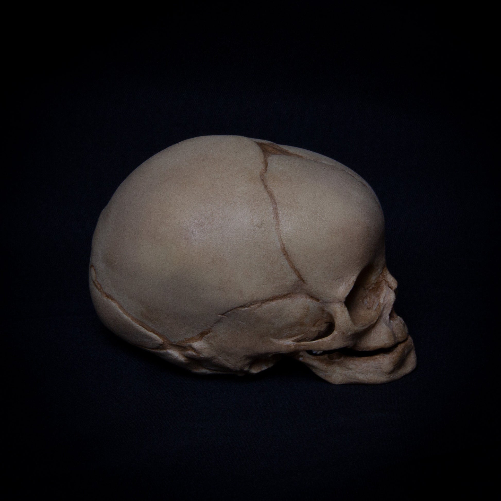 With its aged appearance and authentic bone texture, this antique fetal skull replica captures the essence of natural decay. The hand-applied patina enhances the depth of the piece, making it look as if it’s been preserved over time. The fontanelle opening and detailed cranial sutures reveal the natural development of the skull at 16 weeks. This meticulously crafted model is perfect for those seeking a historically rich piece for decorative or anatomical study purposes.