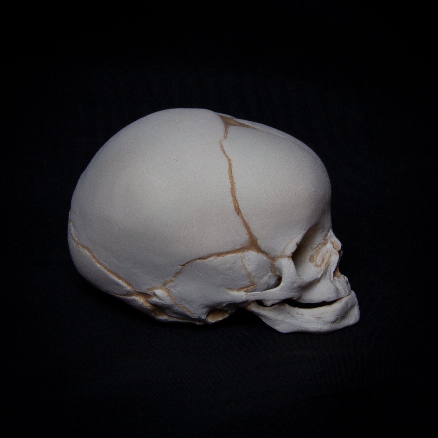 This anatomical fetal skull replica offers a flawless reproduction of cranial anatomy with precise detail in every feature. The fontanelle opening is expertly crafted, and the cranial sutures are accurately depicted, offering a clear look at early fetal bone development. The smooth texture of the frontal and parietal bones gives this piece a polished, clinical aesthetic, making it a perfect addition for anatomical studies or as a standout decorative piece in any space.