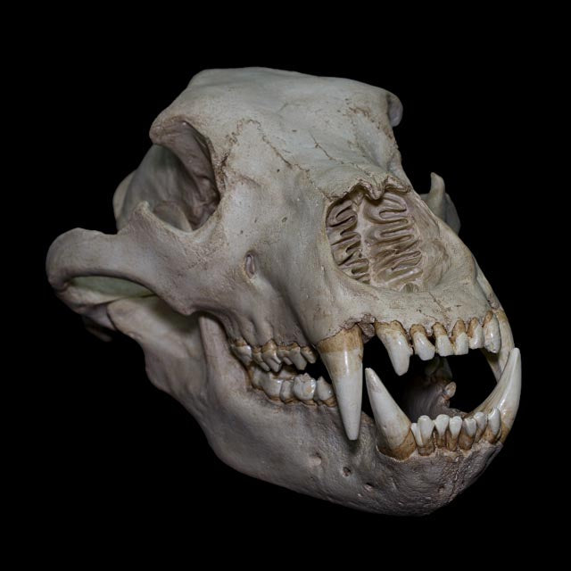 Ivory Bear 1:1 brown bear skull replica (Ursus arctos) with mandible, detailed dentition and hand-painted realistic bone textures.