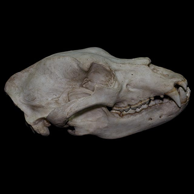 Rear view of the Ivory Bear brown bear skull replica, showing the large cranial structure, zygomatic arches and detailed 1:1 osteological anatomy.