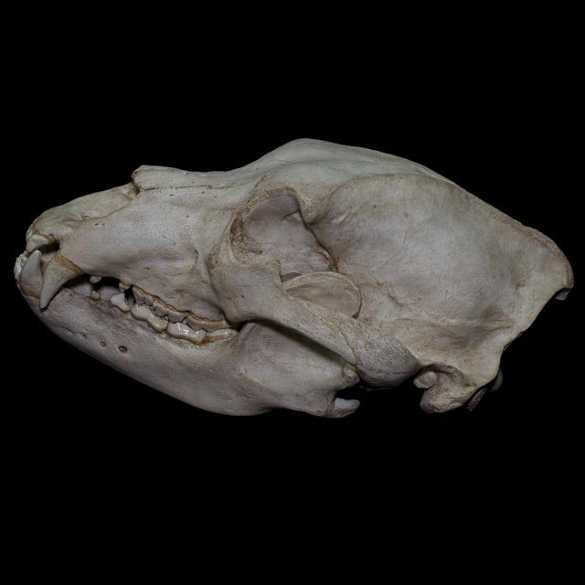 Side view of the 1:1 brown bear skull replica with mandible, showing the characteristic Ursus arctos cranial profile and realistic osteological textures.