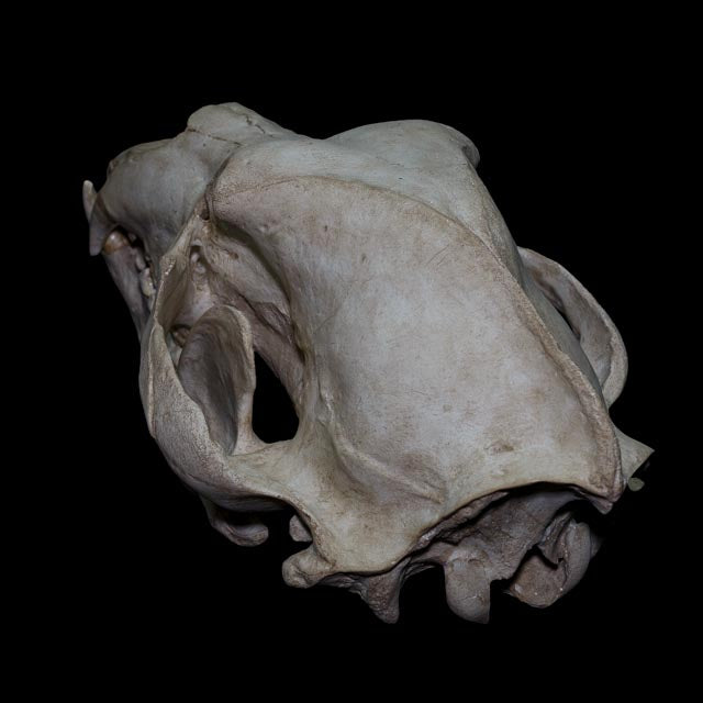 Rear view of the Ivory Bear brown bear skull replica, showing the large cranial structure, zygomatic arches and detailed 1:1 osteological anatomy.